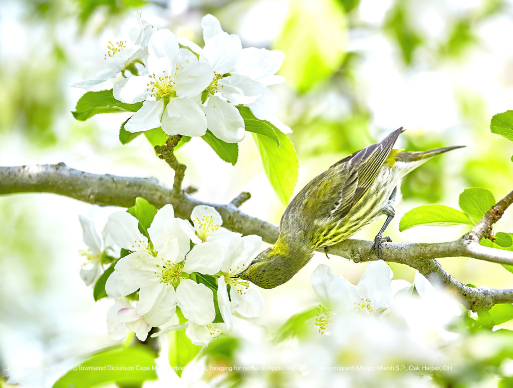 Cape May Warbler, female, spring migrant foraging for nectar in Apple Blossoms, Magee Marsh S.P., Oak Harbor, OH ©Townsend P. Dickinson Lis# J2O0399.jpg