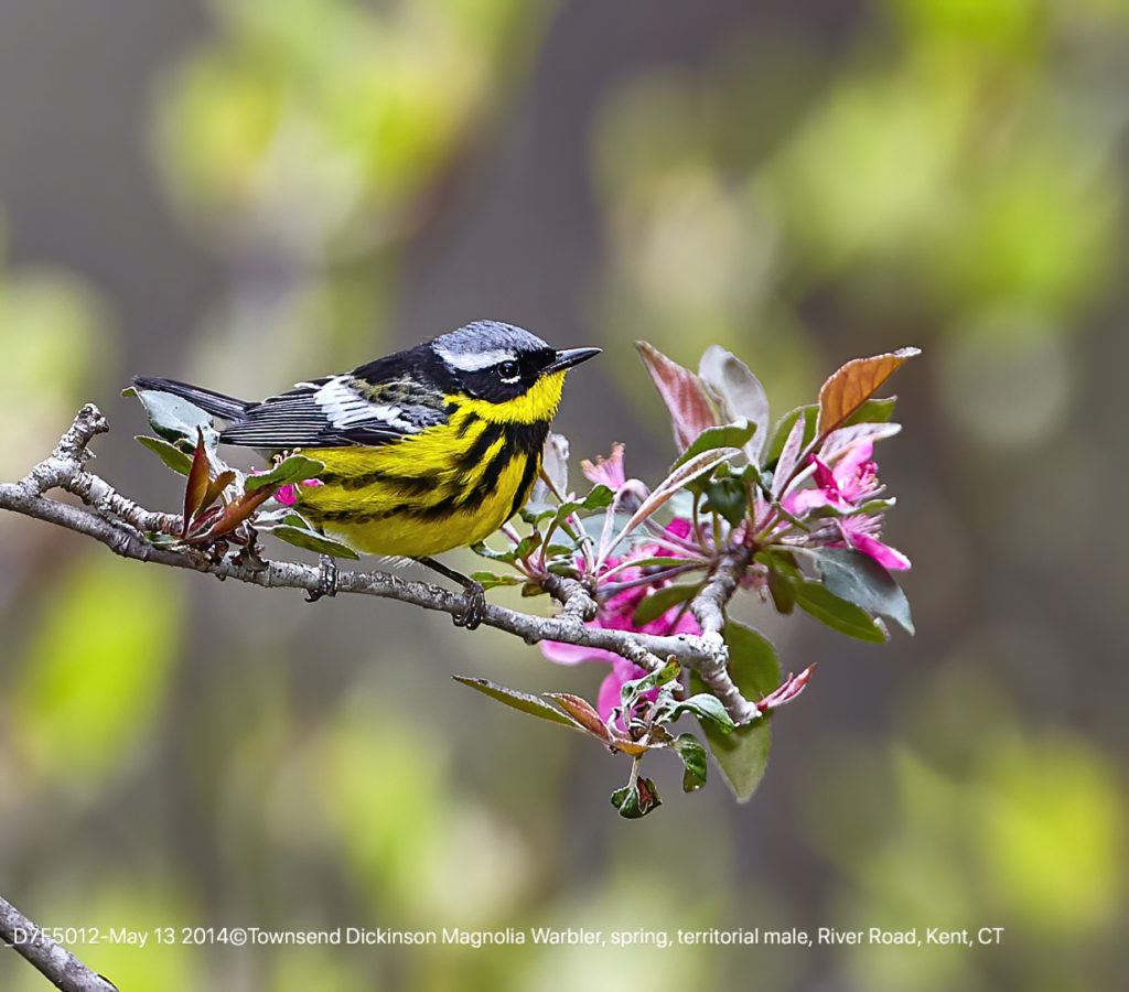 Magnolia Warbler, spring, territorial male, foraging in Apple Tree, River Road, Kent, CT ©Townsend P. Dickinson Lis# D7F5012.jpg