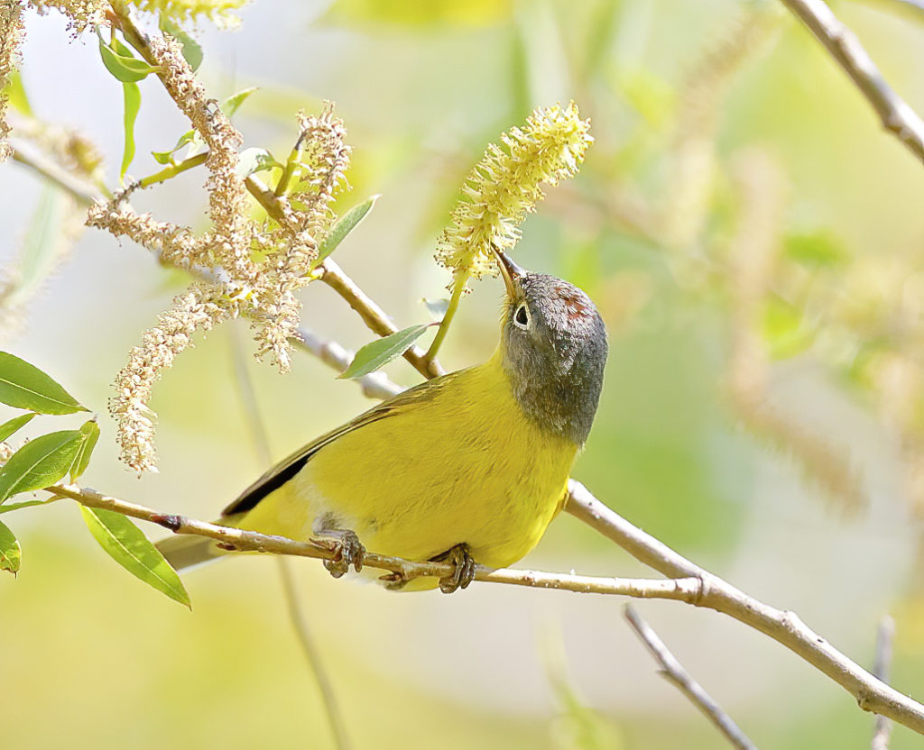 Nashville Warbler, male spring migrant, feeding on new growth Willow sp. catkin, Magee Marsh Wildlife Area, Oak Harbor, Ohio ©Townsend P. Dickinson Lis# J2O0101. All Rights Reserved.