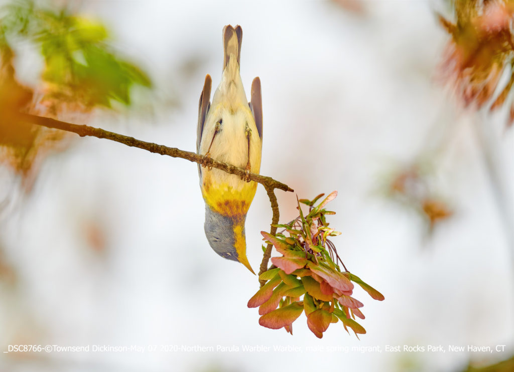 Northern Parula Warbler, male, spring migrant, foraging foraging for insects in new growth Red Maple samaras East Rocks Park, New Haven, CT ©Townsend P. Dickinson Lis# DSC8766.jpg