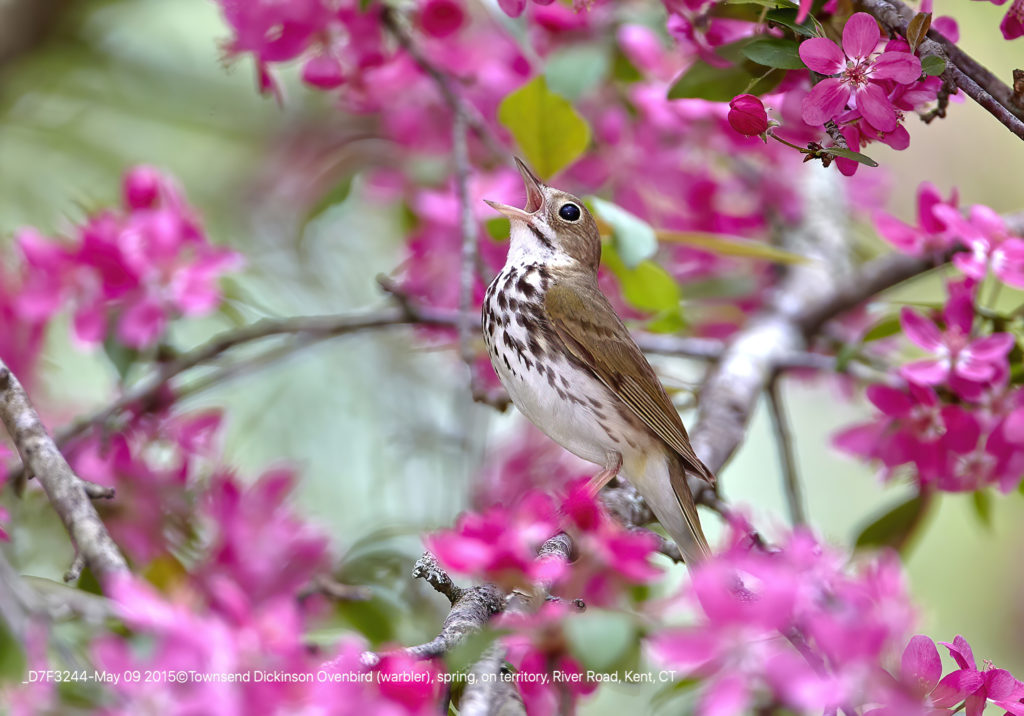 Ovenbird (warbler), spring, calling on territory from Apple Tree, River Road, Kent, CT ©Townsend P. Dickinson LIs# D7F3244.jpg