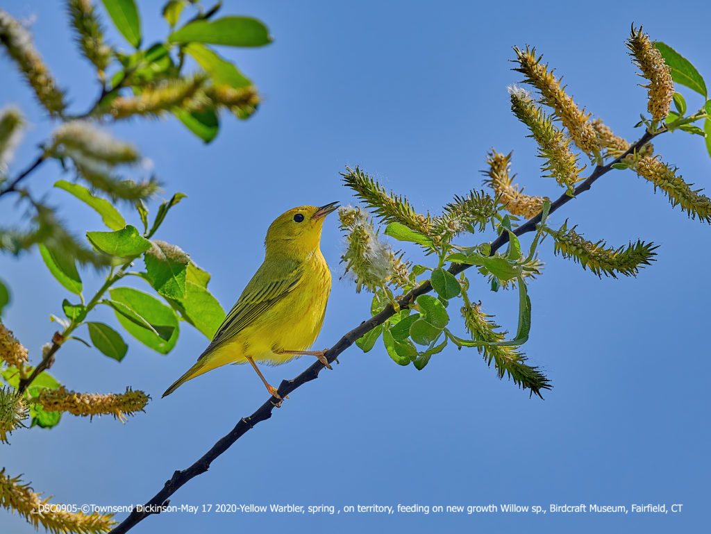 Yellow Warbler, spring, feeding on new growth Willow sp. catkin, Birdcraft Museum CAS, Fairfield, CT ©Townsend P. Dickinson Lis# DSC0905.jpg