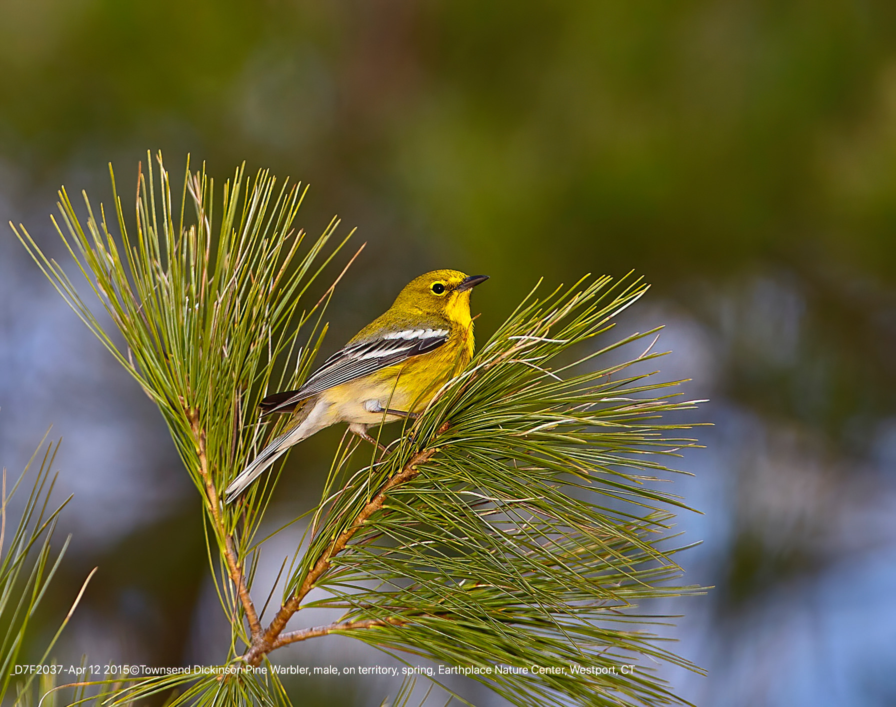 Pine Warbler, male, on territory, spring, Earthplace Nature Center, Westport, CT Townsend P. Dickinson Lis# D7F2037 All Rights Reserved