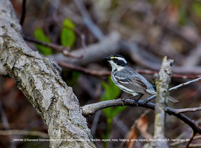 Black-throated Gray Warbler, vagrant, male, foraging, spring migrant, Magee Marsh S.P., Oak Harbor, OH. May 14, 2018 ©Townsend Dickinson Lis# 18R8386 All Rights Reserved.