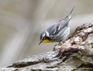 Yellow-throated Warbler, male, foraging, spring migrant, Magee Marsh S.P., Oak Harbor, OH. ©Townsend P. Dickinson Lis#7316559 All Rights Reserved.