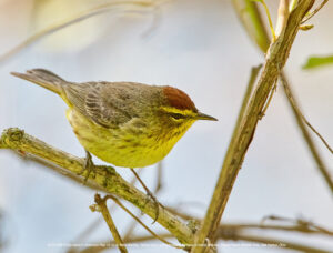 Palm Warbler, Yellow form, spring migrant, foraging in forest opening, Magee Marsh Wildlife Area, Oak Harbor, Ohio. ©Townsend P. Dickinson Lis# CD7F3744 All rights Reserved.