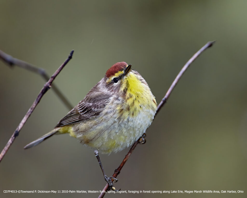 Palm Warbler, Western form, spring migrant, foraging in forest opening along Lake Erie, Magee Marsh Wildlife Area, Oak Harbor, Ohio. ©Townsend P. Dickinson Lis# CD7F3744 All rights Reserved.
