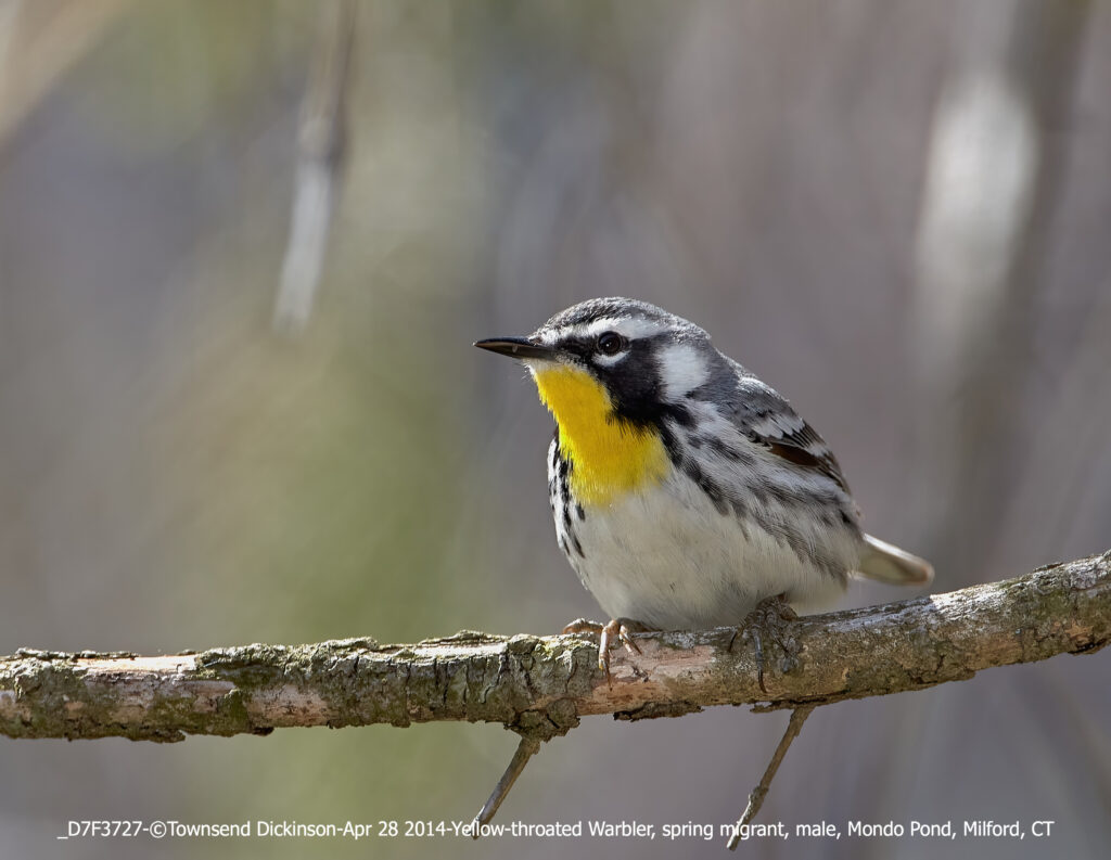 Yellow-throated Warbler, spring migrant, male, Mondo Pond, Milford, CT ©Townsend P. Dickinson Lis# D7F3727 All rights Reserved.