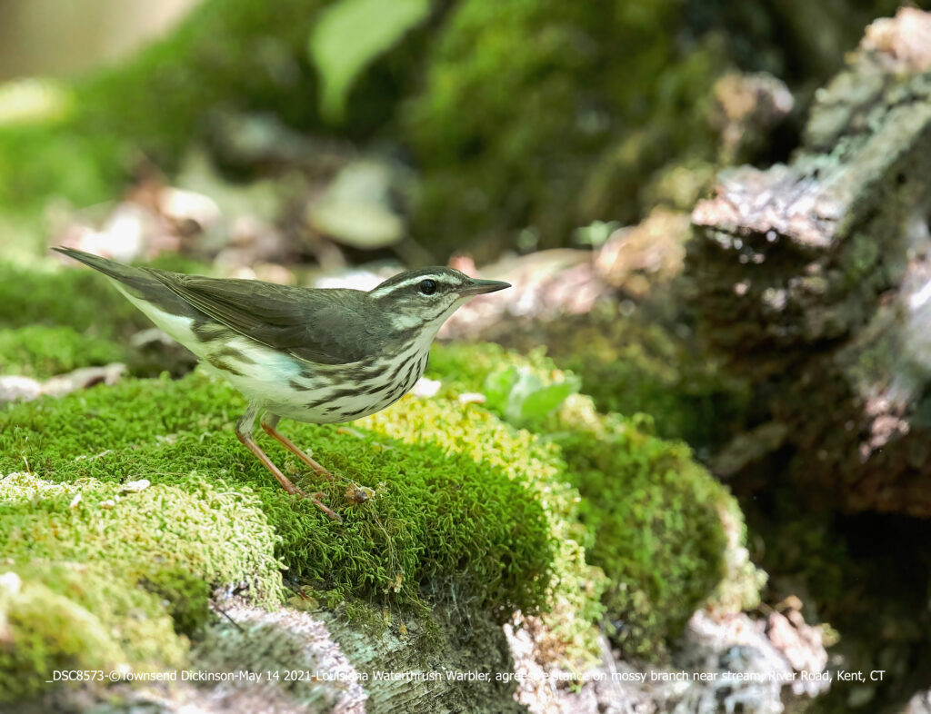 Louisiana Waterthrush Warbler, aggressive stance on mossy branch near stream, River Road, Kent, CT©Townsend P. Dickinson Lis# DSC8573 All rights Reserved.
