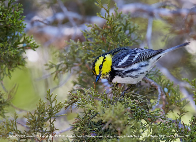 Golden-cheeked Warbler, male, spring, foraging in Ashe Juniper, Lost Maples SP, Edward's Plateau, TX April 23, 2017. ©Townsend Dickinson Lis# J206756 All Rights Reserved.
