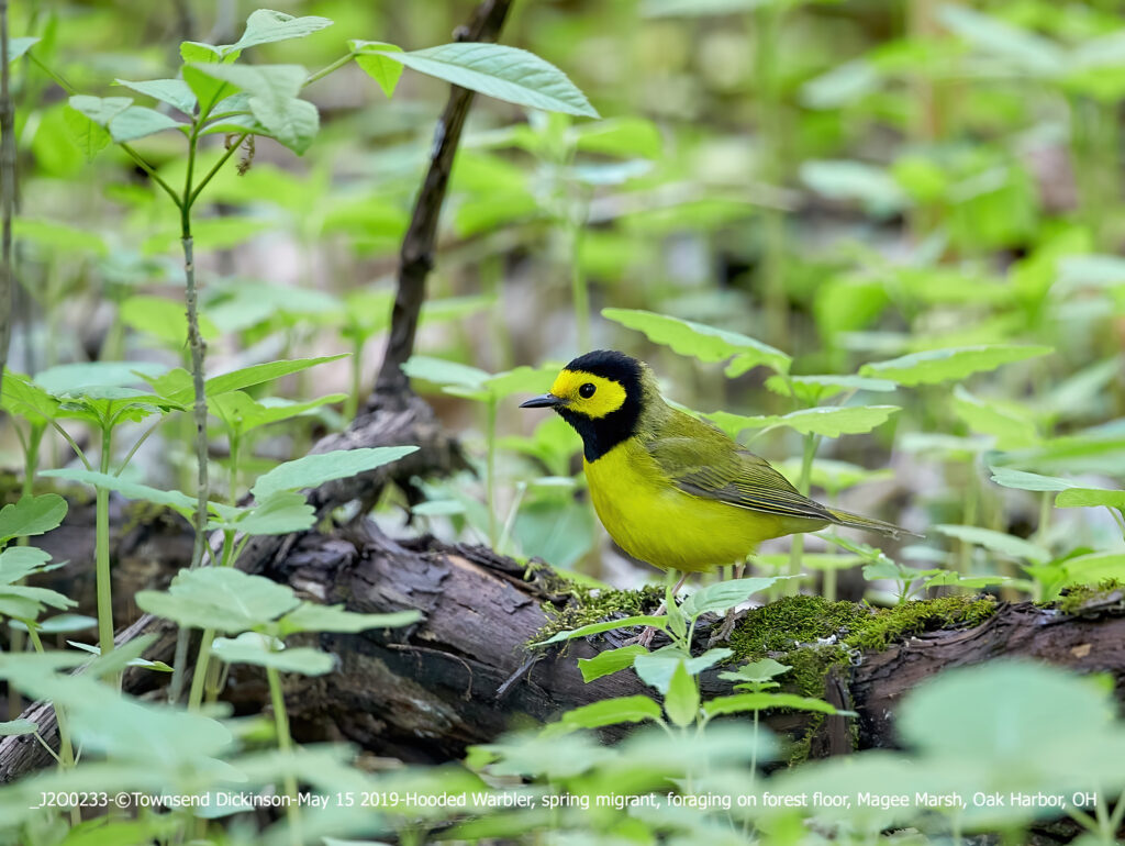 Hooded Warbler, spring migrant, foraging on forest floor, Magee Marsh, Oak Harbor, OH. ©Townsend P. Dickinson Lis#2O0233 All Rights Reserved.