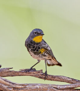 Yellow-rumped Warbler, Audubon's form,spring, near feeder, Ash Creek Canyon, AZ. ©Townsend P. Dickinson Lis# J204929 All rights Reserved.