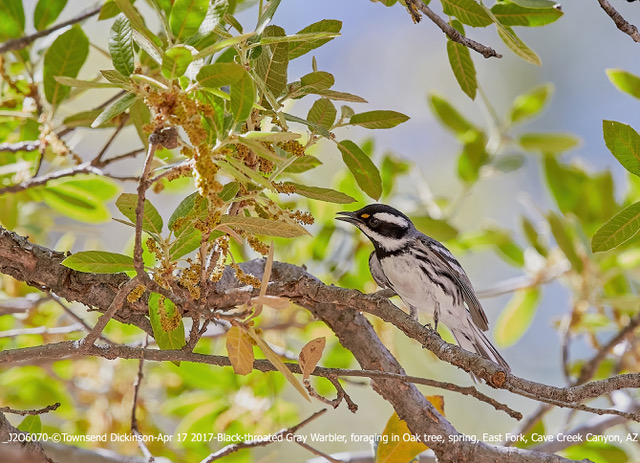 Black-throated Gray Warbler, foraging in Oak tree, spring, East Fork, Cave Creek Canyon, AZ. April 17, 2017 ©Townsend Dickinson Lis# J2O6070 All Rights Reserved.