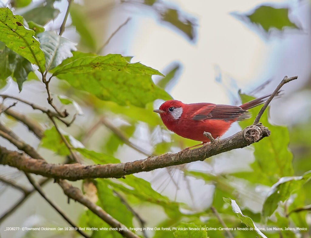 Red Warbler, white cheek patch, foraging in Pine Oak forest, PN Volcán Nevado de Colima--Carretera a Nevado de Colima, Los Mazos, Jalisco, Mexico Jan 16, 2019, ©Townsend Dickinson Lis#J2O8277 All Rights Reserved.