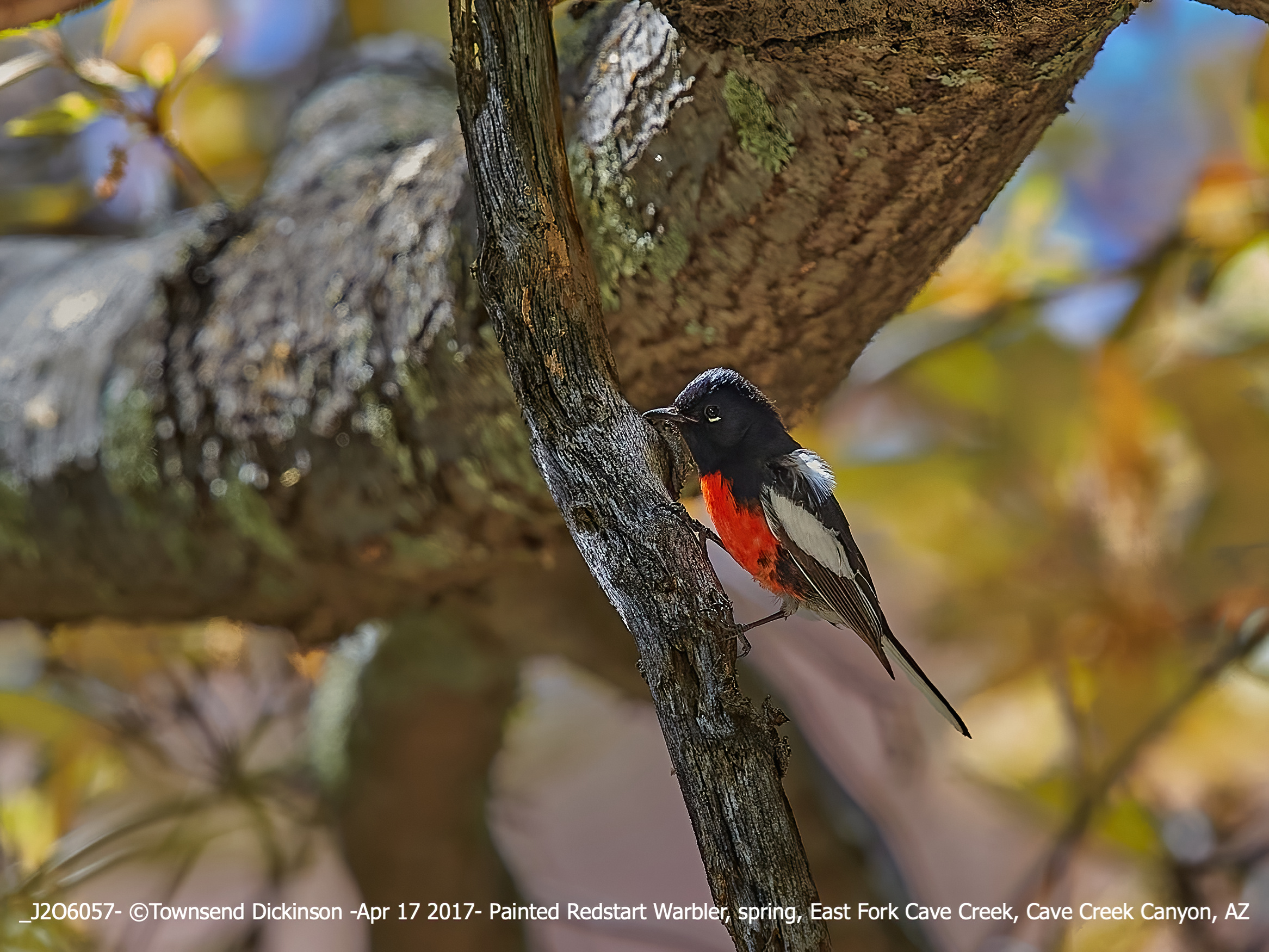 Painted Redstart Warbler, spring, East Fork Cave Creek, Cave Creek Canyon, AZ April 17, 2017. ©Townsend Dickinson Lis#J206057. All Rights Reserved.
