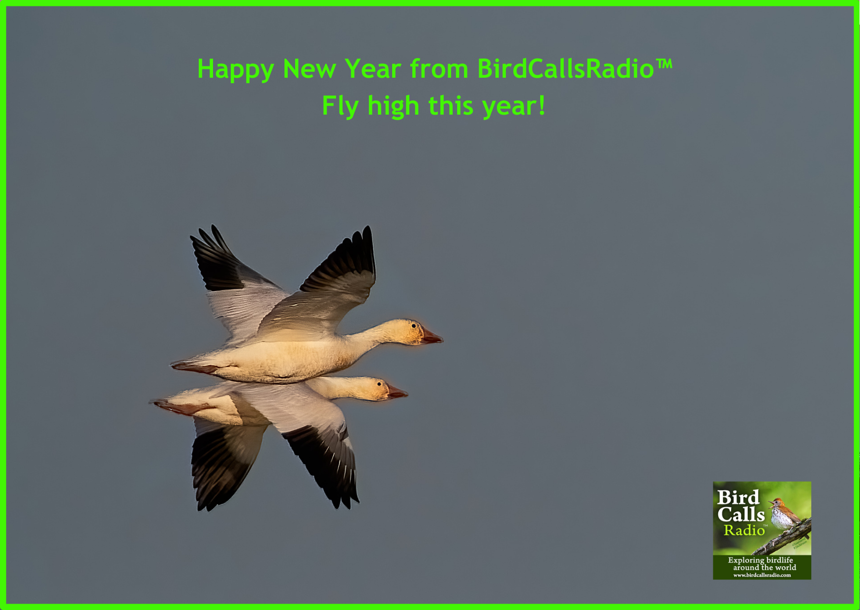 Happy New Year from BirdCallsRadio 2024