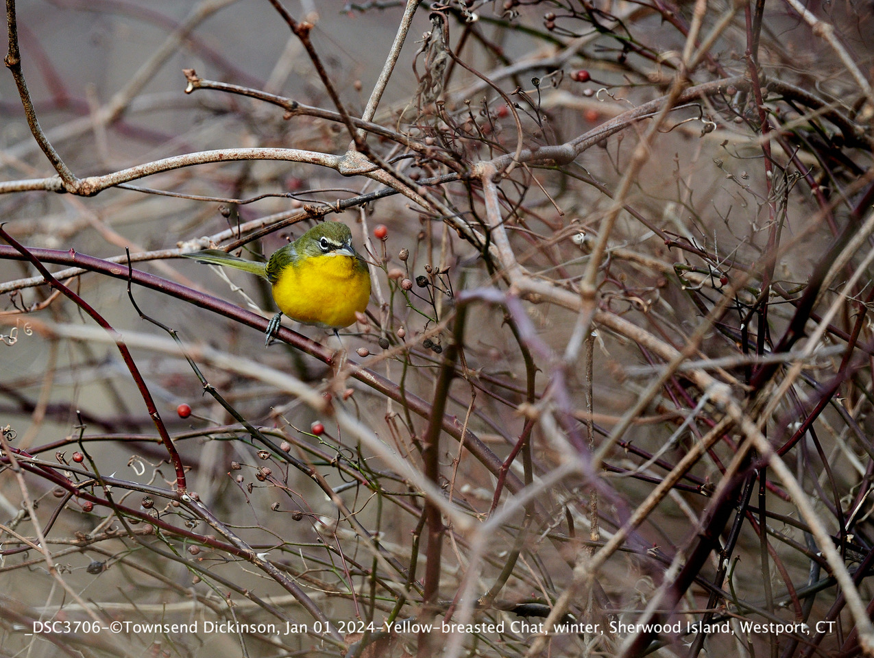 Yellow-breasted Chat, winter, Sherwood Island State Park, Westport, CT Jan 1, 2024 ©Townsend P. Dickinson Lis# DSC3706. All Rights Reserved.